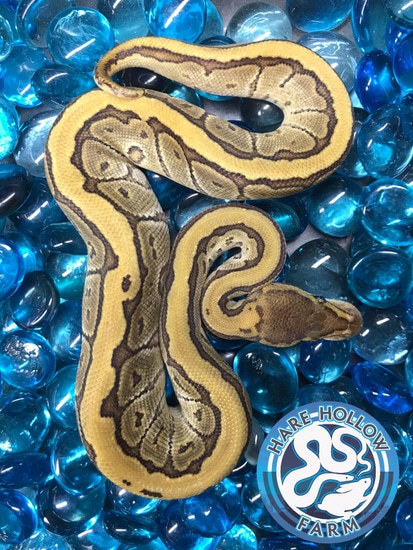 2020 Jigsaw (Mojave Pinstripe) Ball Python by Hare Hollow Farm
