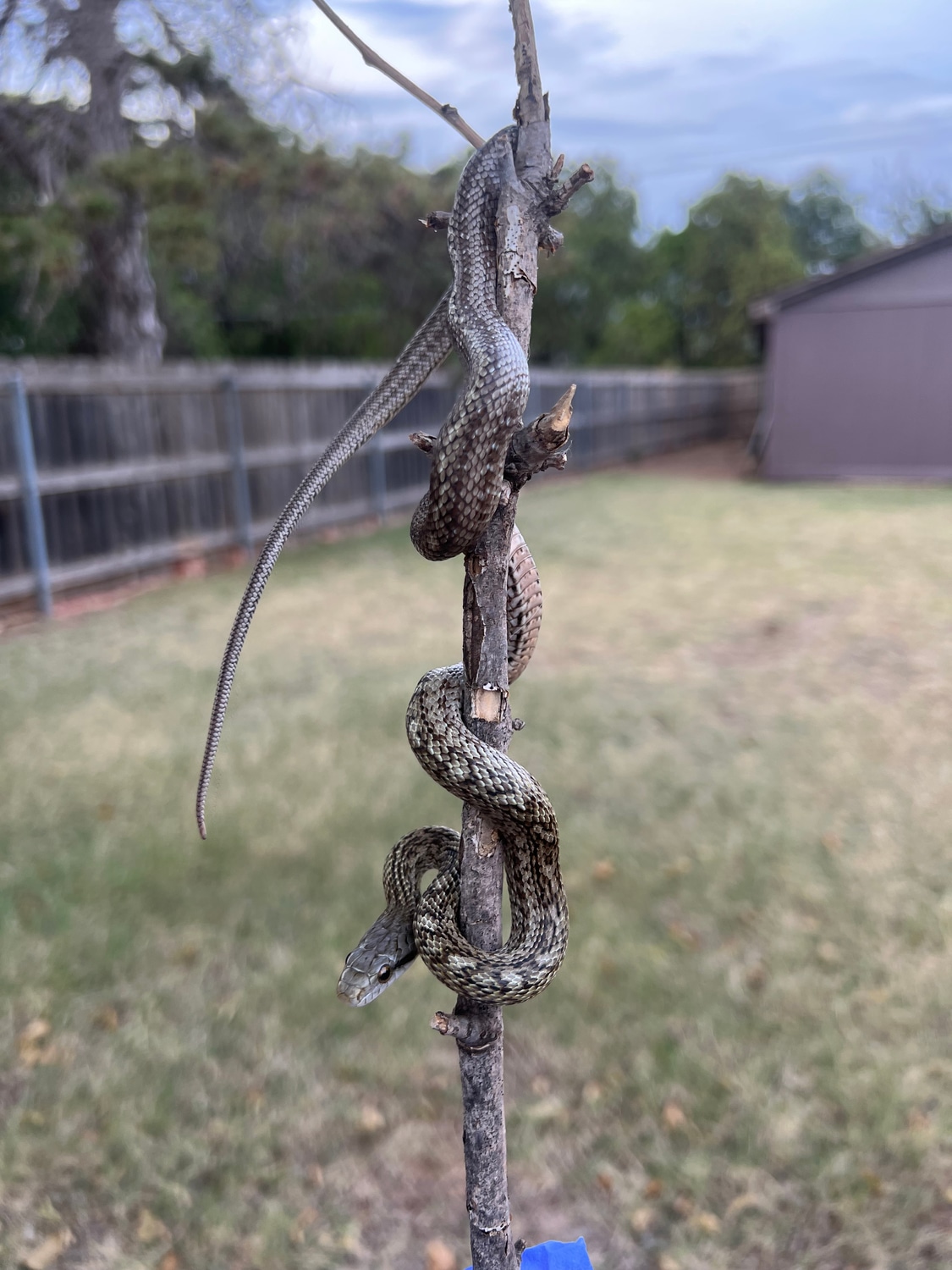 Curated visual reference: Visual Reference: 2022 Female Kunashir Island Japanese Ratsnake