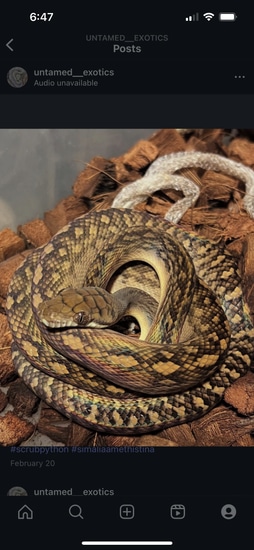 Southern Scrub Python by Untamed exotics