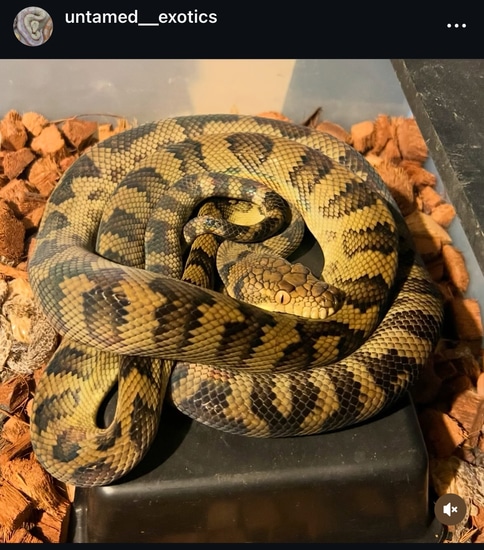 Halmahera Scrub Python by Untamed exotics