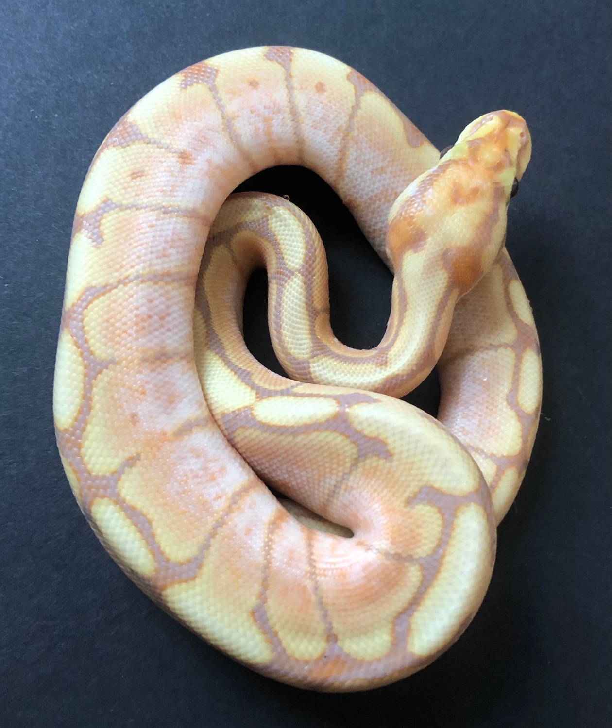 Banana Spider Het Albino Ball Python by Eccentric Exotics MorphMarket
