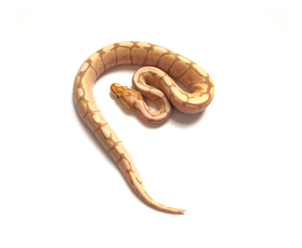 Banana Spider Het Albino Ball Python by Eccentric Exotics MorphMarket