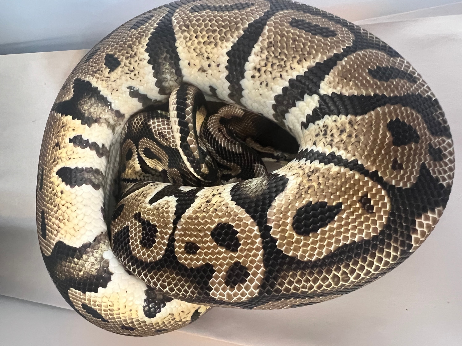 Pastel Ball Python by Upscale Herps - MorphMarket