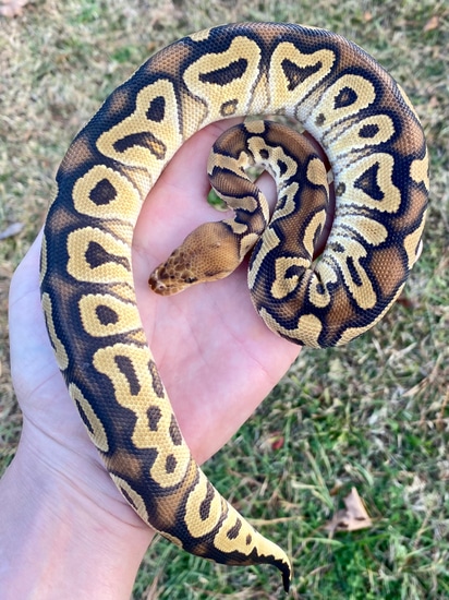 Cypress Clown Ball Python by Upscaled Reptiles