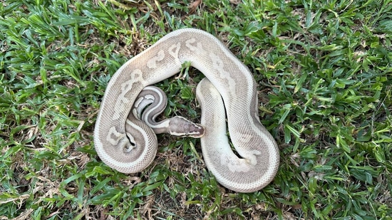 Hypo Leopard Pastel Mojave Ball Python by UpScale Reptiles