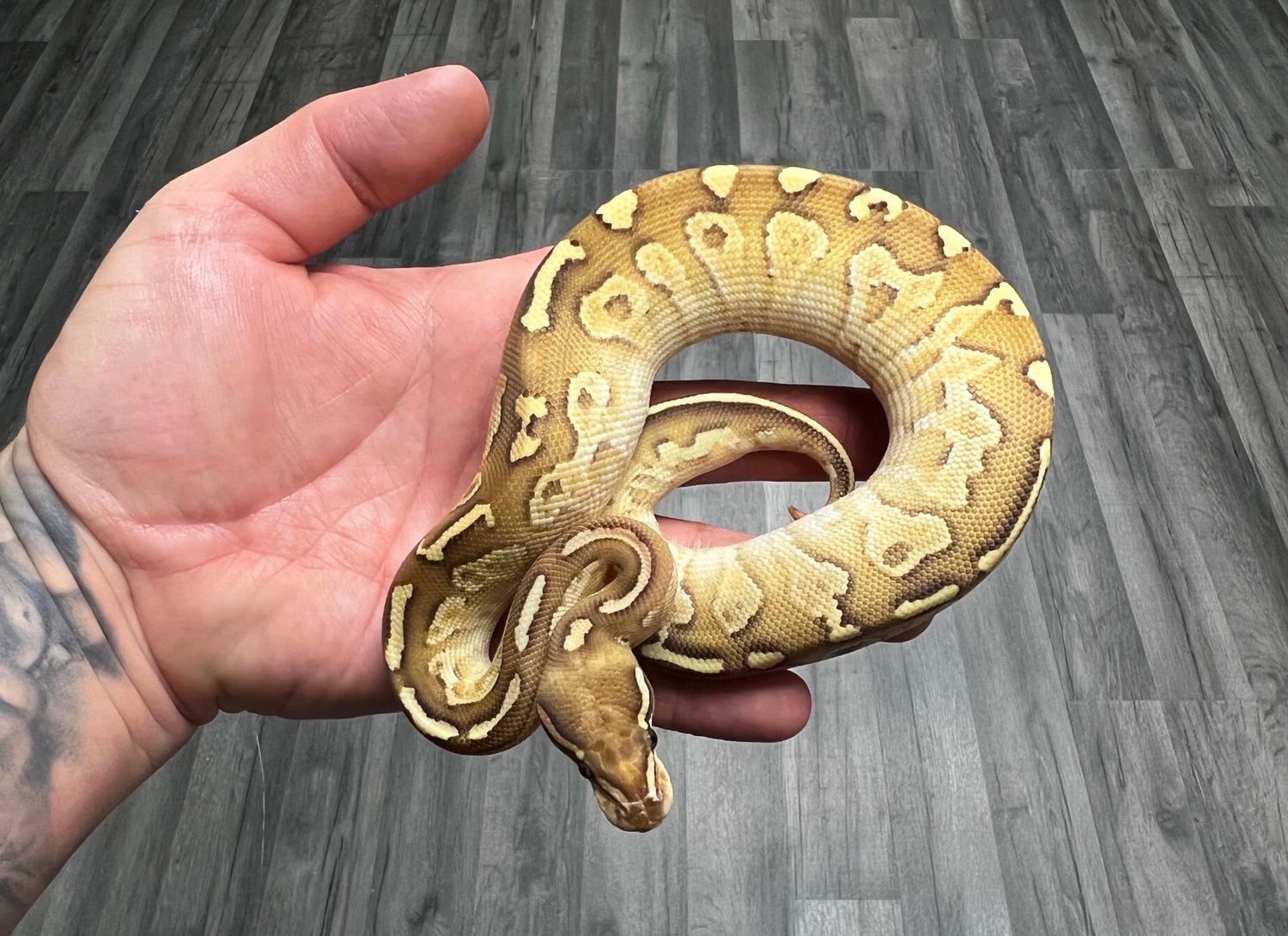 Hurricane Lesser Fire Ball Python by Urban Constrictors - MorphMarket