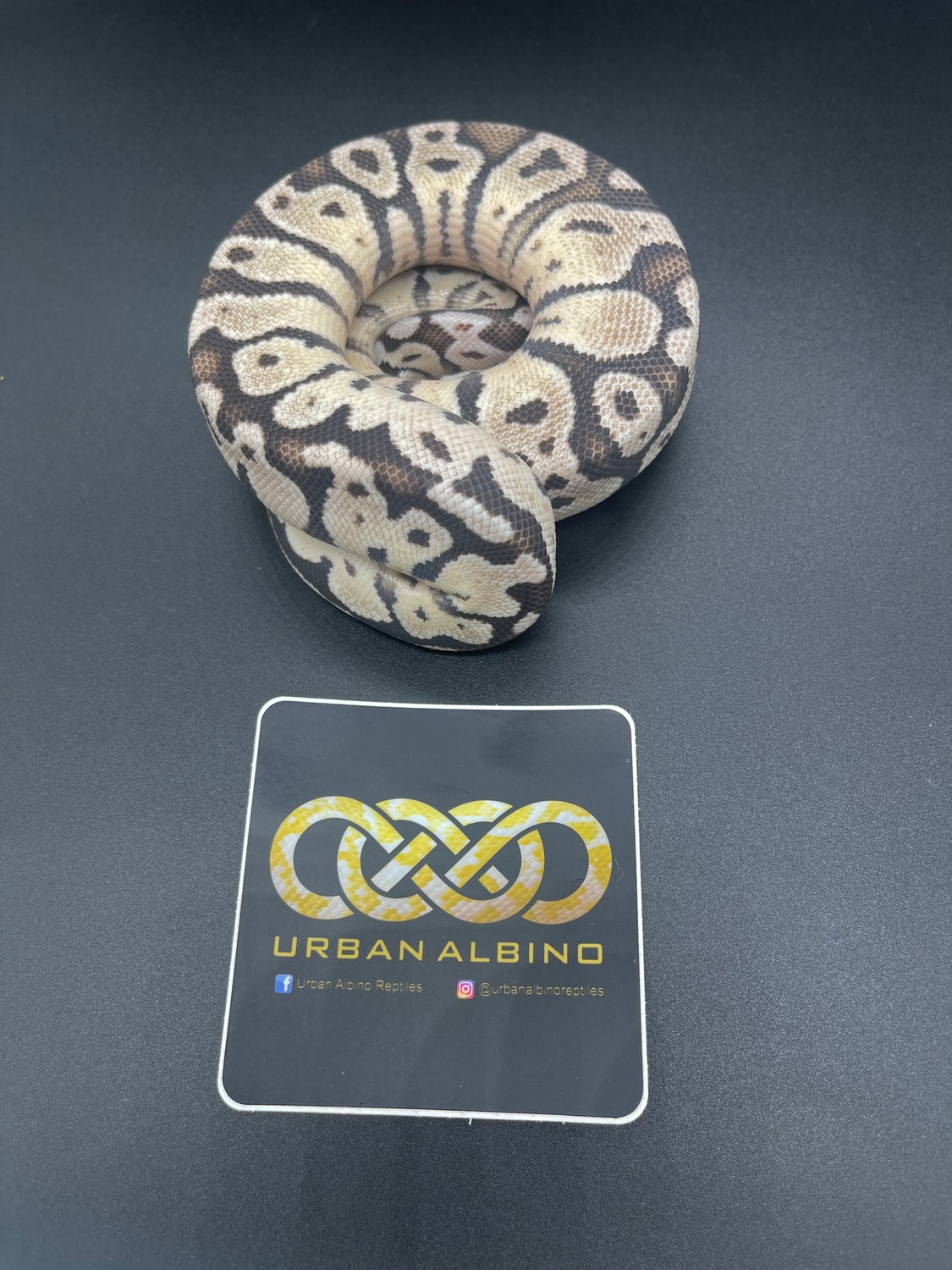 Firefly Axanthic Ball Python by Urban Albino - MorphMarket