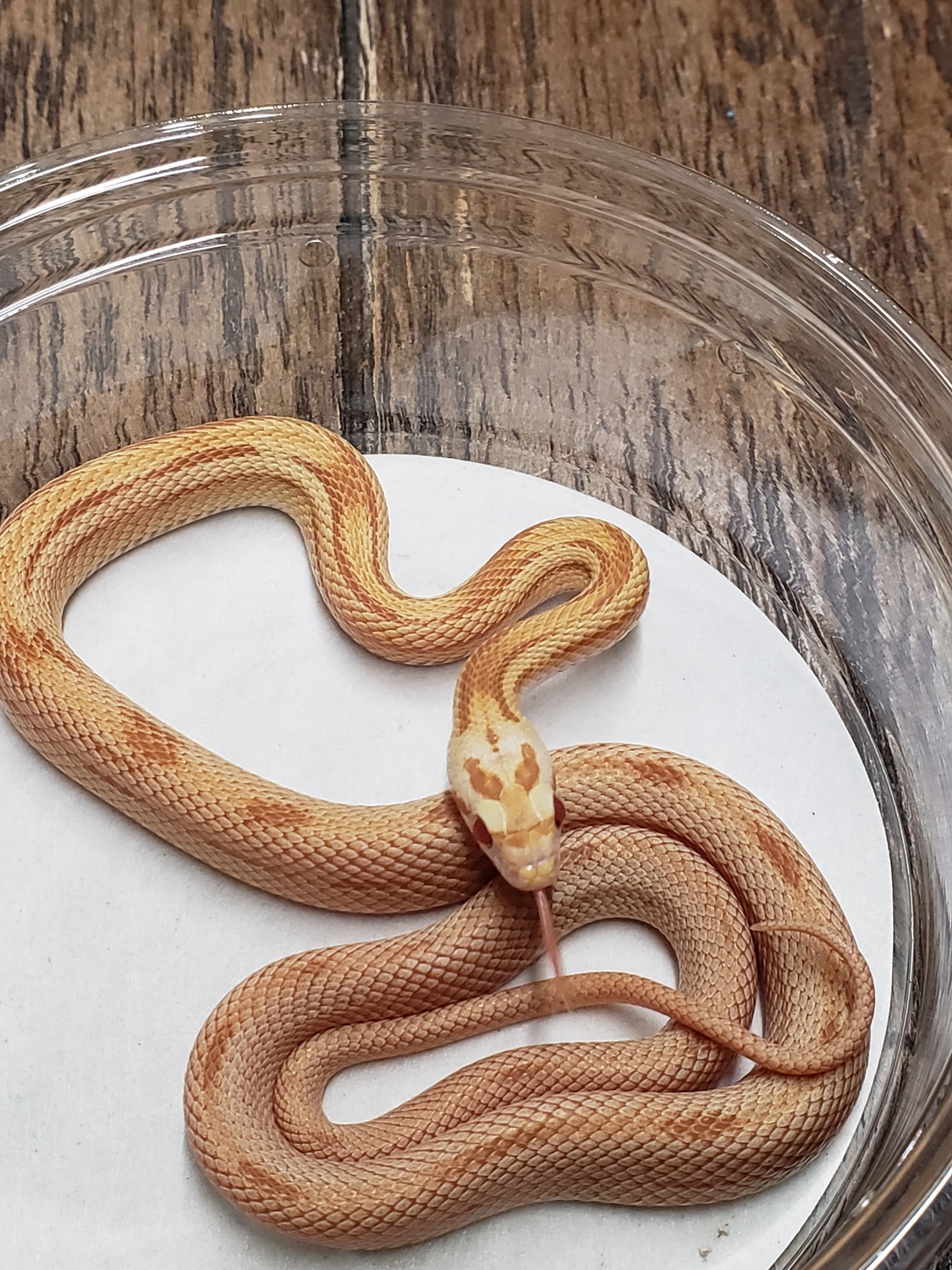 Butter Stripe Corn Snake by Urban Croc Hunter MorphMarket