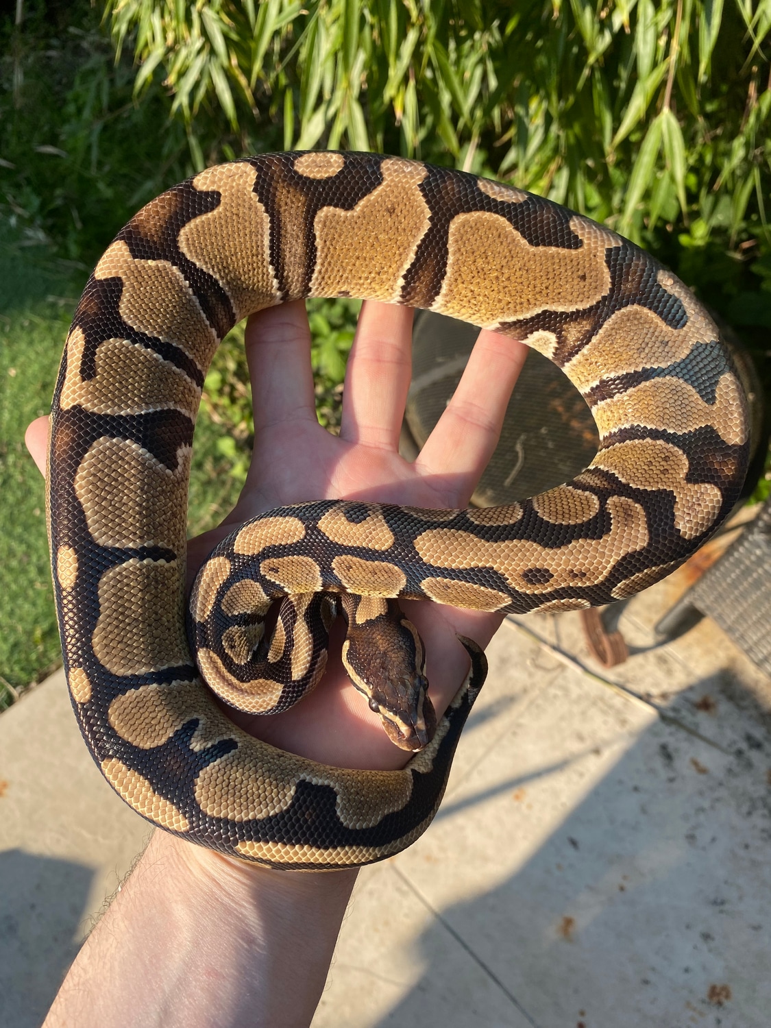Het Ultramel Het Pied Ball Python by Urban Fauna Reptiles - MorphMarket