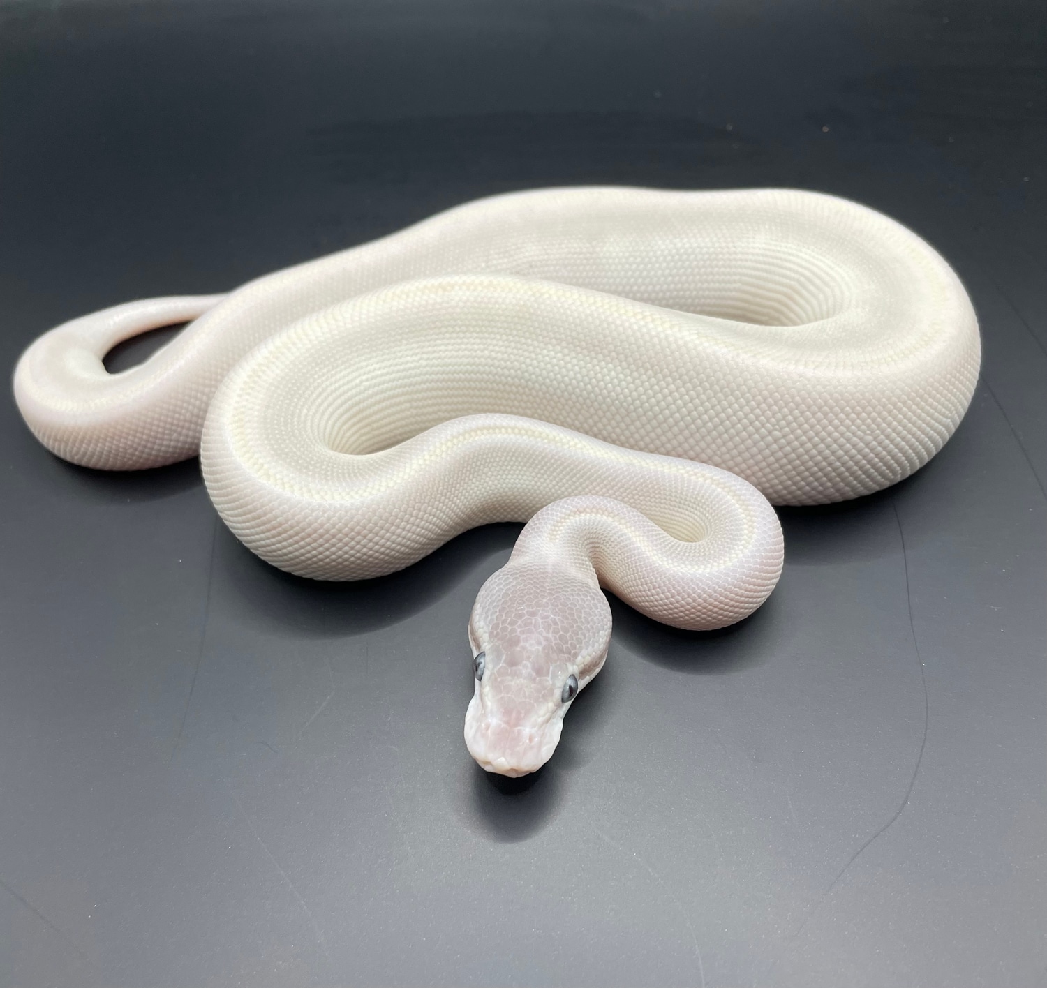 Super Mojave Ball Python by Urban Fauna Reptiles - MorphMarket
