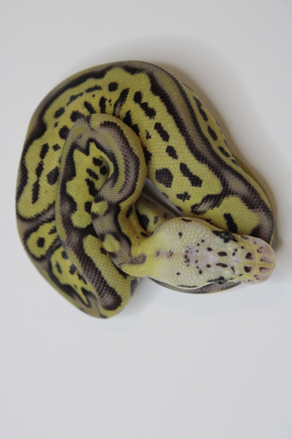 Leopard Pastel Clown Ball Python by Rancor Reptiles - MorphMarket