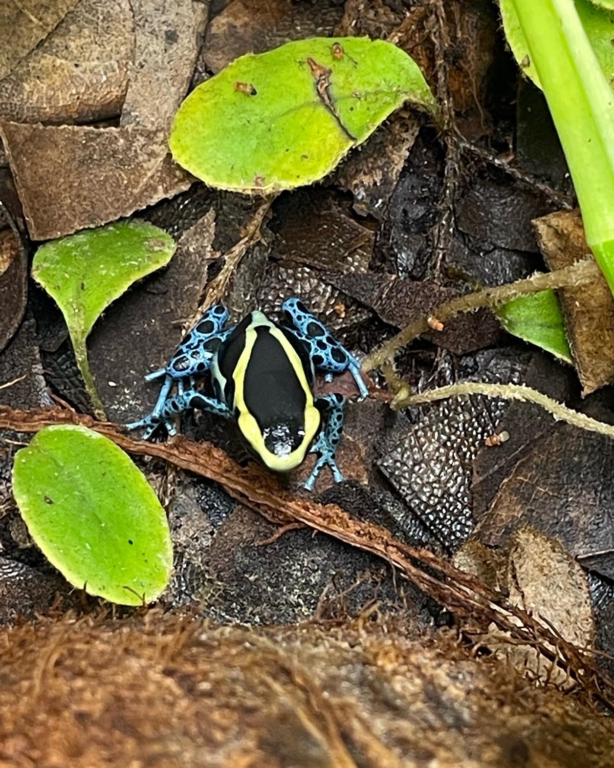 Powder Blue Dyeing Dart Frog by Urban Jungle Exotics - MorphMarket