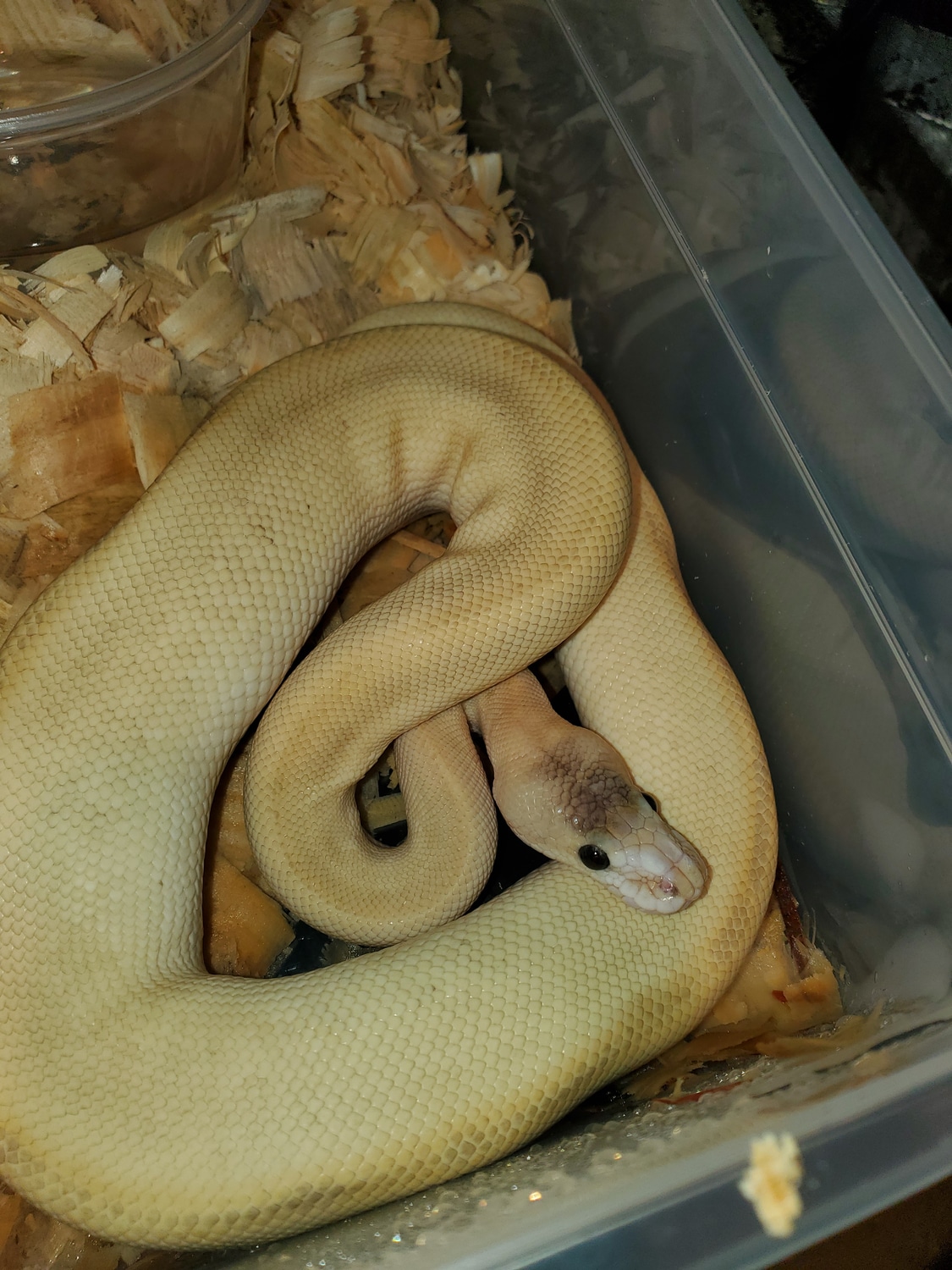 Banana Champagne Lesser Pinstripe Possible Sugar Ball Python by Urban ...