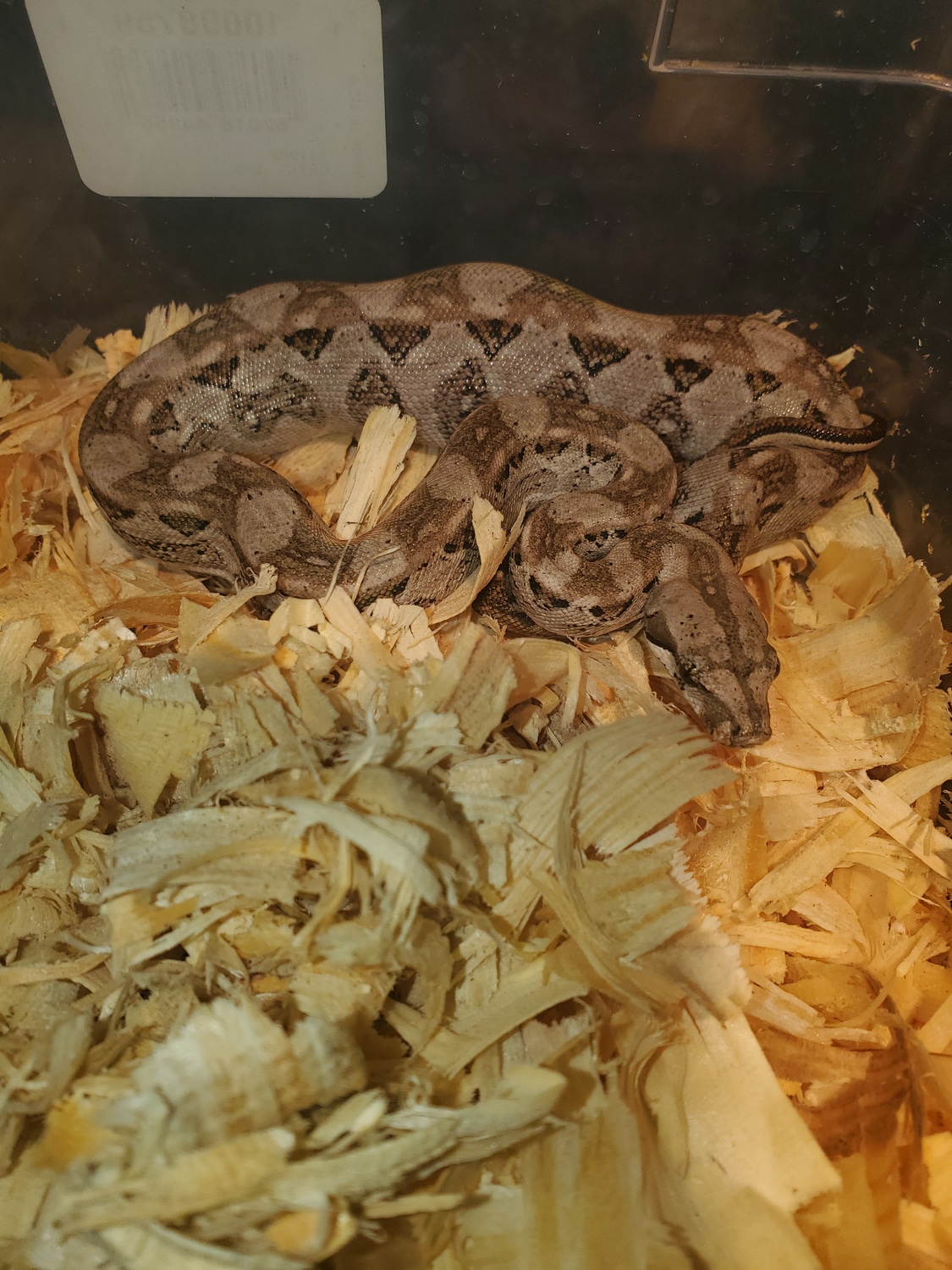 Cay Caulker Dwarf Boa Constrictor by Urban Reptiles - MorphMarket