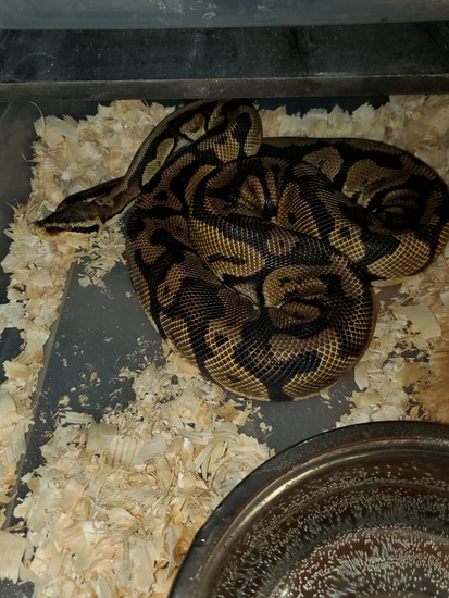 Pastel Jungle Ball Python by Urban Reptiles