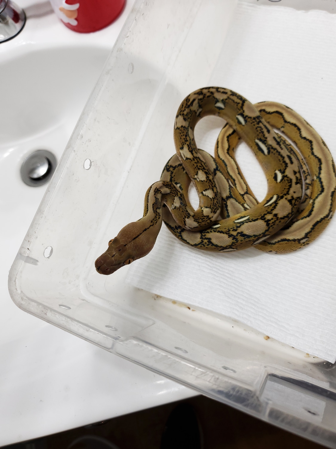 Platinum Het Purple Reticulated Python by Urban Reptiles - MorphMarket