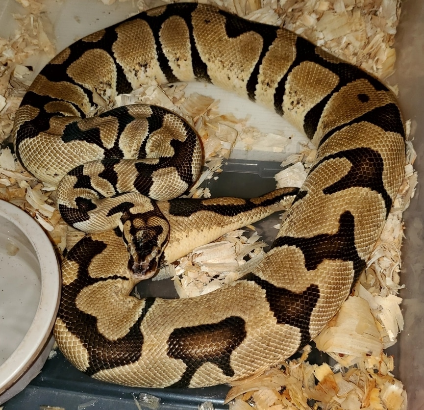 Pastel Enchi Ball Python by Urban Reptiles MorphMarket