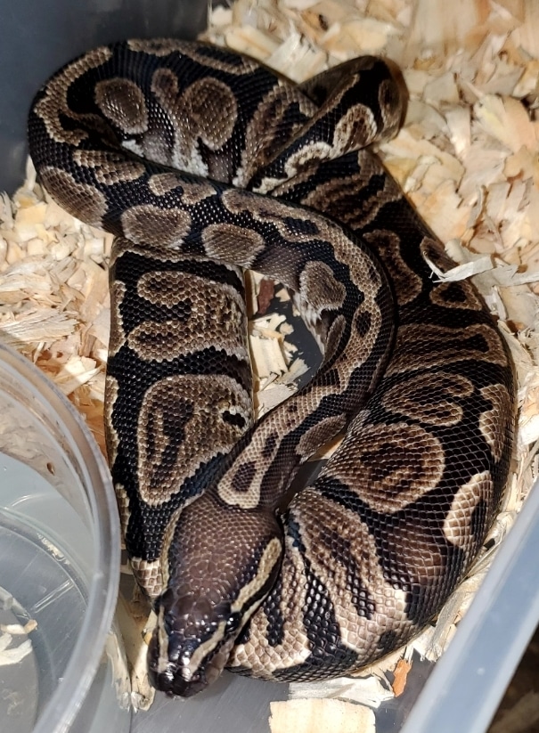 GHI Ball Python by Urban Reptiles - MorphMarket