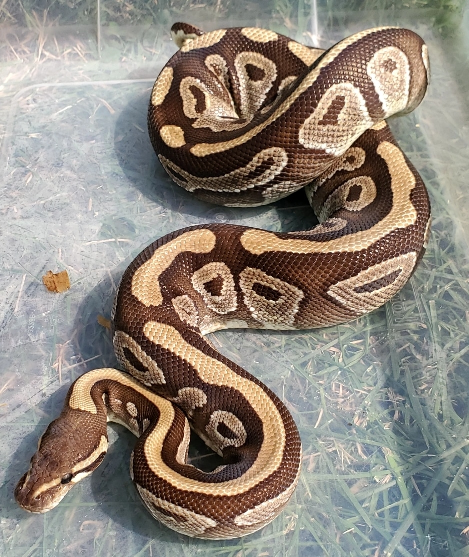 Mojave Ball Python by Urban Reptiles - MorphMarket