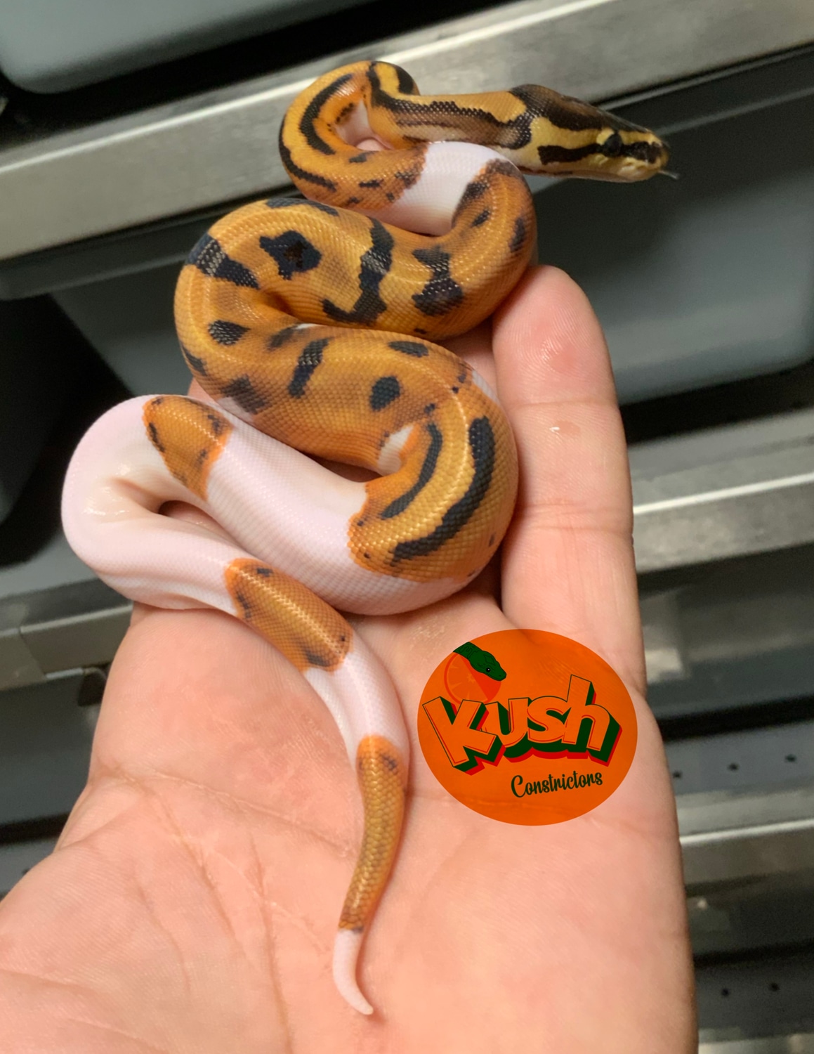 Orange Dream Pied Ball Python by Kush constrictors - MorphMarket