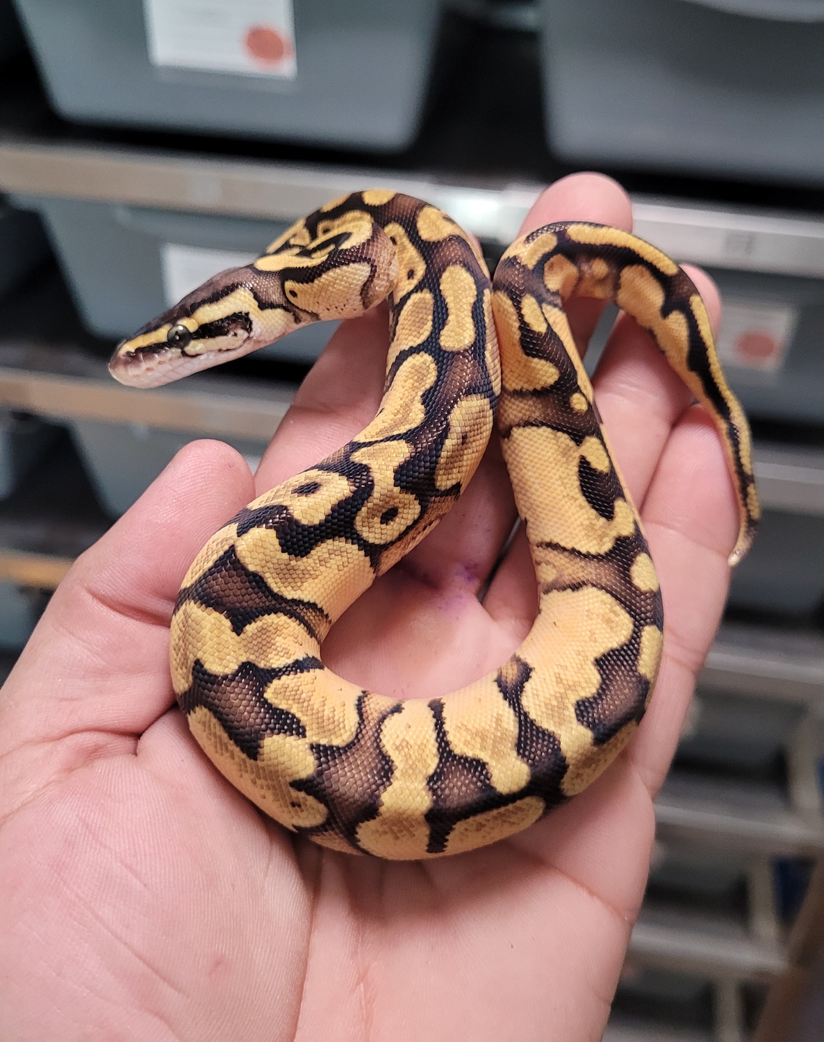 Pastel Enchi 100 Het Pied Ball Python by Kush constrictors MorphMarket