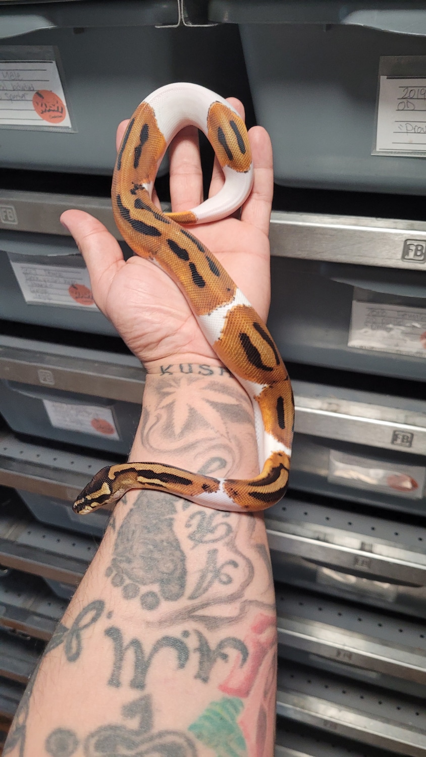 Orange Dream Pied Pos Super Orange Dream Ball Python by Kush ...