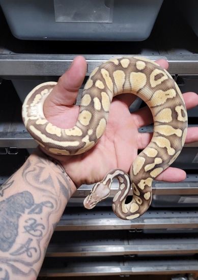 Od Lesser Specter Calico Pastel Ball Python by Kush constrictors
