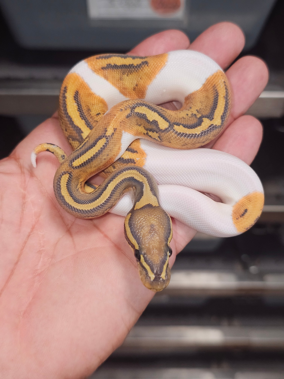 Hypo Pied Ball Python by Kush constrictors - MorphMarket