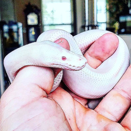 White Demon 😈 Pure White Ball Python by Serpent City