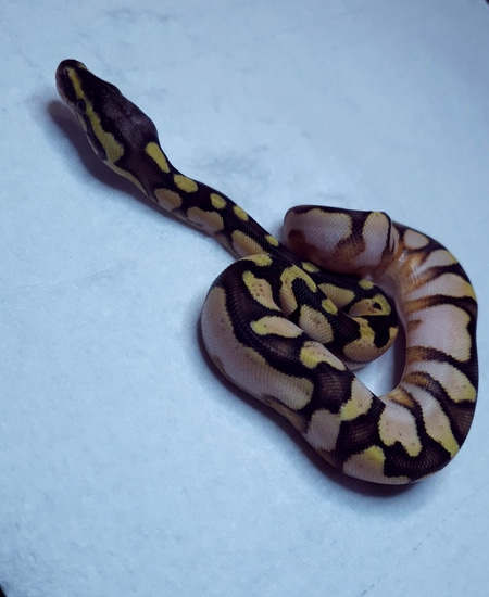 Super Pastel Calico Ball Python by Valhalla balls