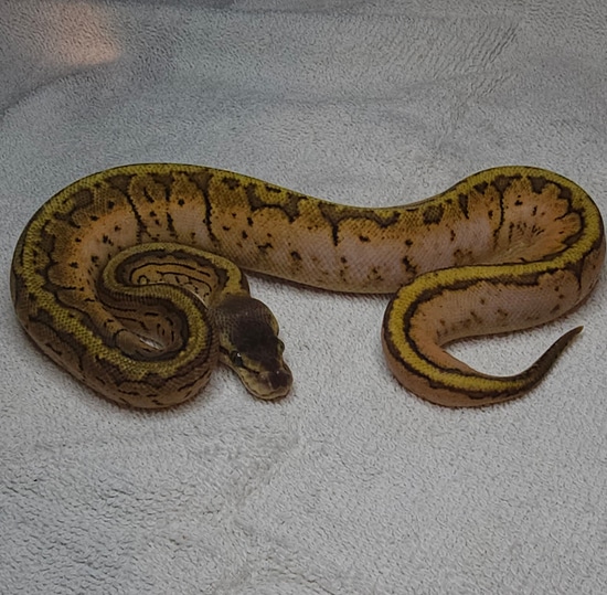 Calico Lemonblast Ball Python by Valhalla balls