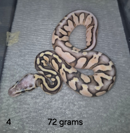 Vanilla Shout Out Ball Python by Valhalla balls
