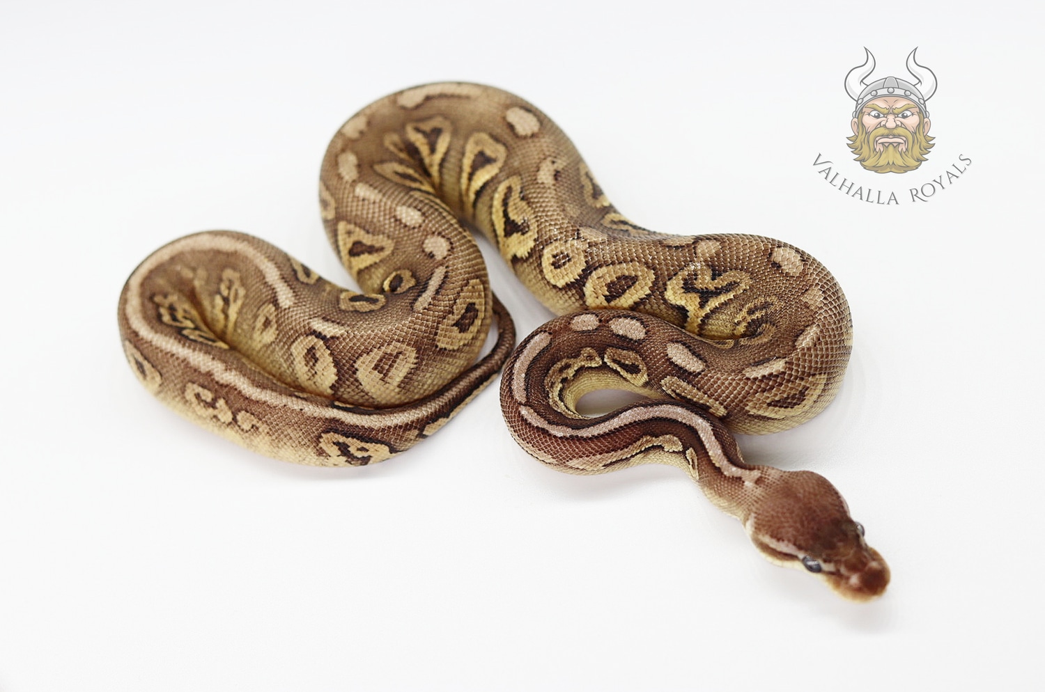 Pewter Het Clown Ball Python by Valhalla Royals - MorphMarket