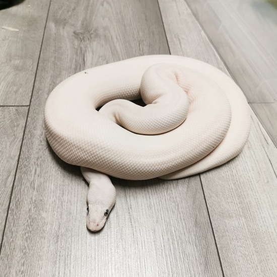 BEL Mojave Lesser (Enchi/GHI) Ball Python by Valhalla Royals