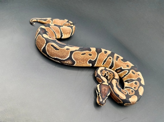Normal Ball Python by Valhalla Bound Serpents