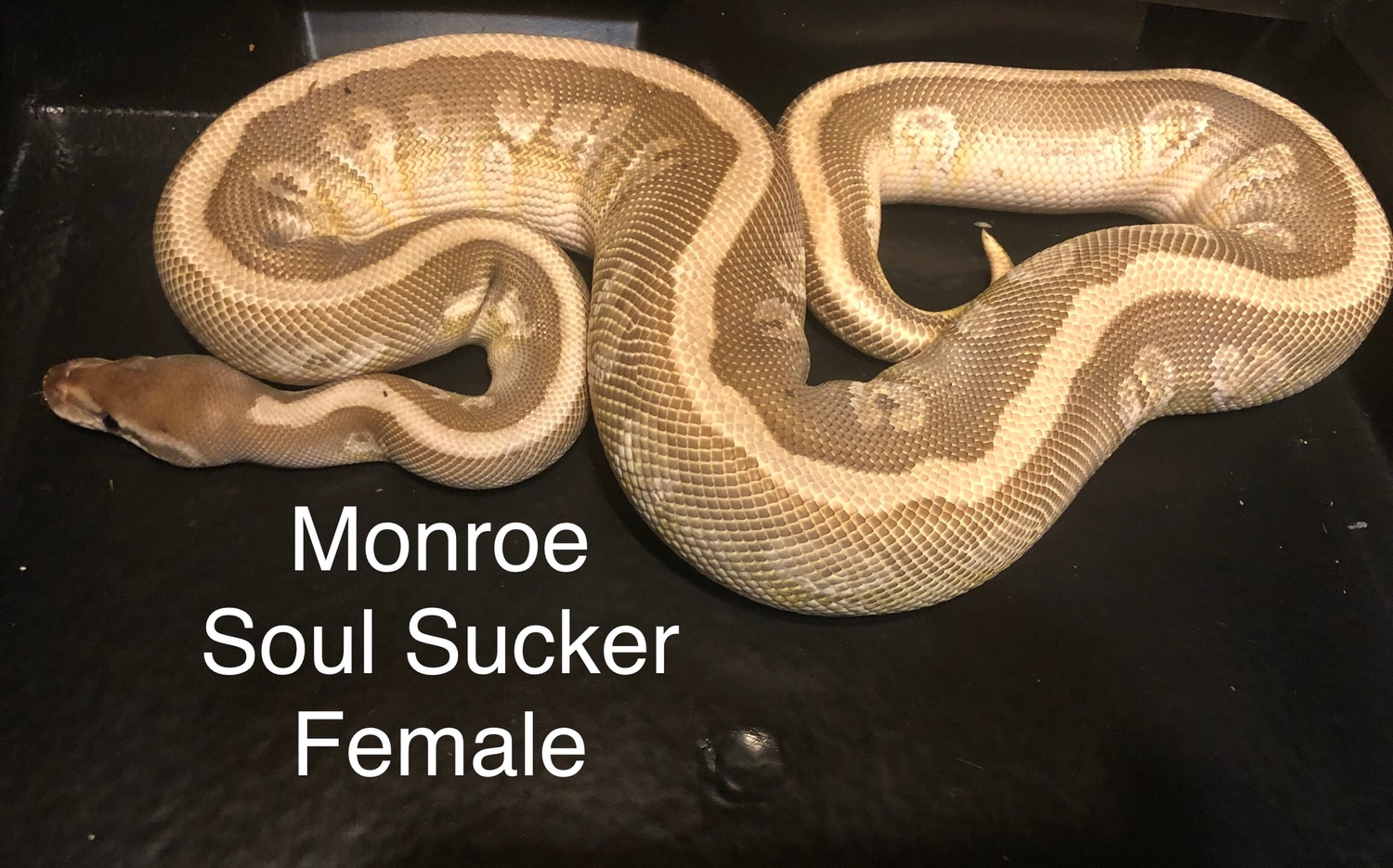 Soul Sucker Ball Python by Bonna Boo’s Rabbits and more, LLC - MorphMarket