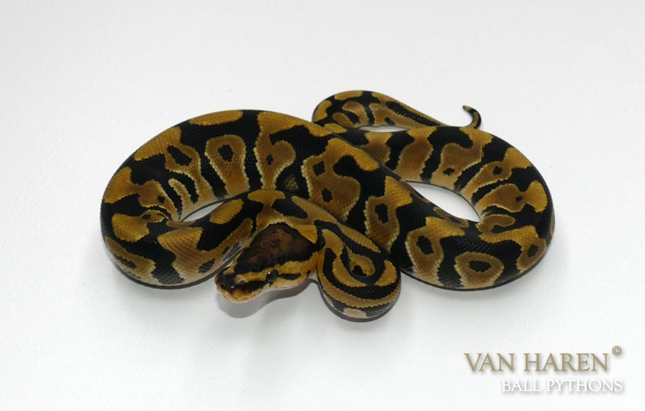 Amon Double Het. Desert Ghost - VPI Axanthic Ball Python by Van Haren ...