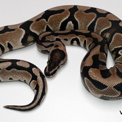 Amur Ball Pythons For Sale - MorphMarket Europe