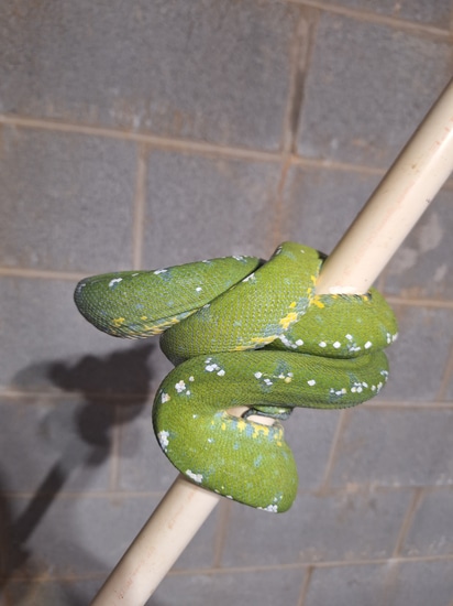 Aru Female Green Tree Python by VChondros