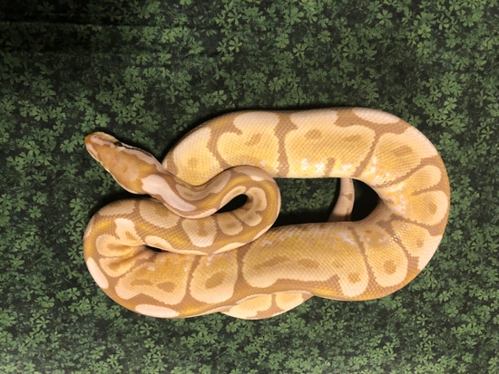 Cinnabee Ultramel Ball Python by VanHerps