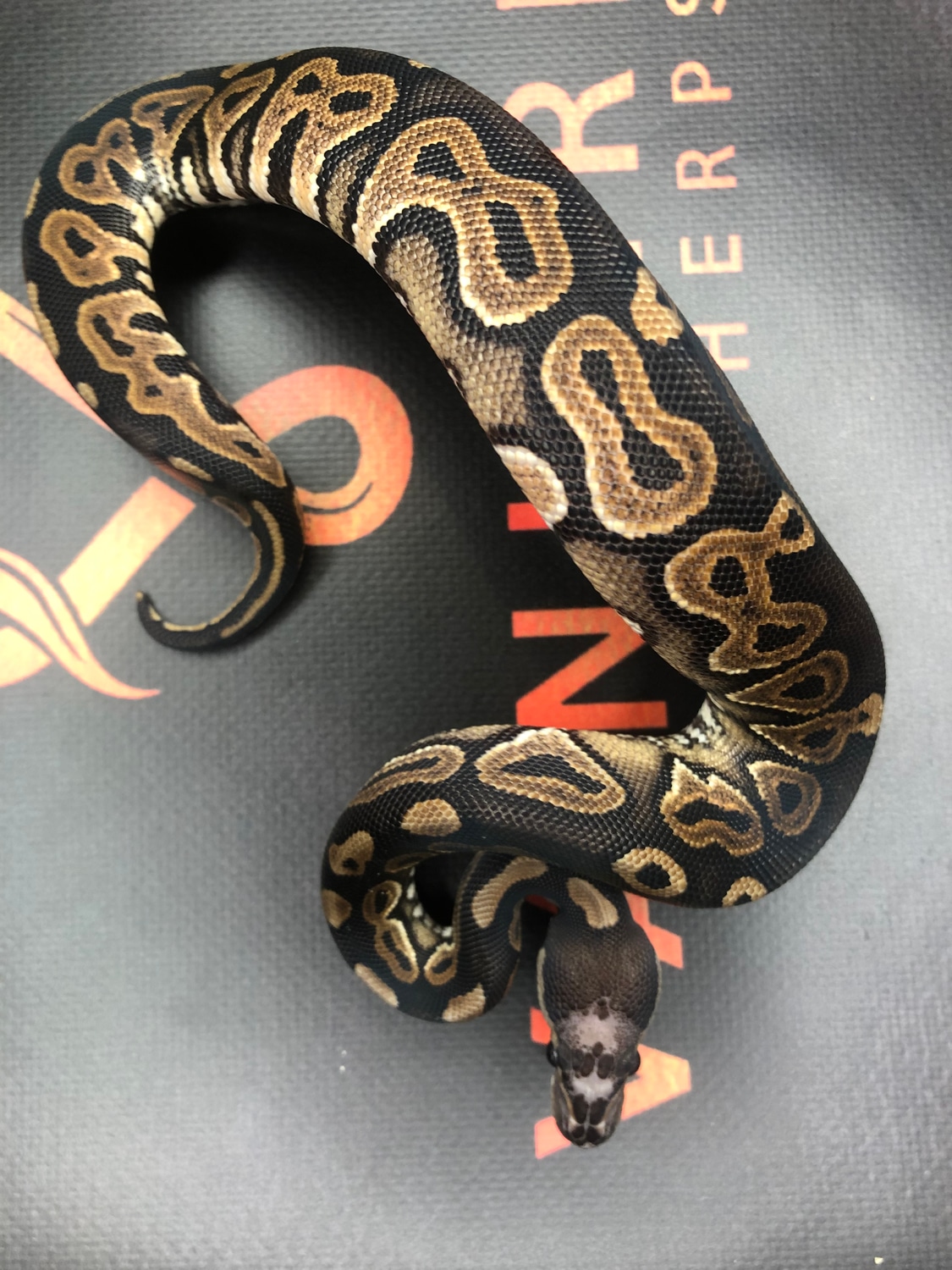 Black Pastel Scaleless Head Ball Python by VanHerps - MorphMarket