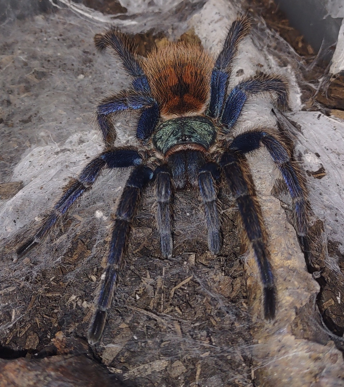 Chromatopelma Cyaneopubescens Slings Tarantula by Webbed Obsessions ...