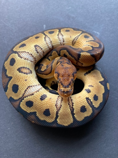 Clown 66% Het Genetic Stripe Ball Python by Frost-balls