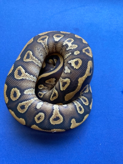Mojave Het Clown Ball Python by Frost-balls