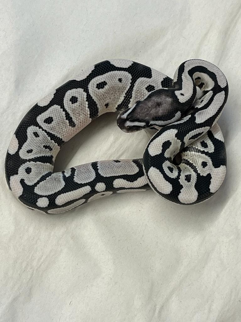 Axanthic (Vpi) Desert Ghost Ball Python by Frost-balls - MorphMarket