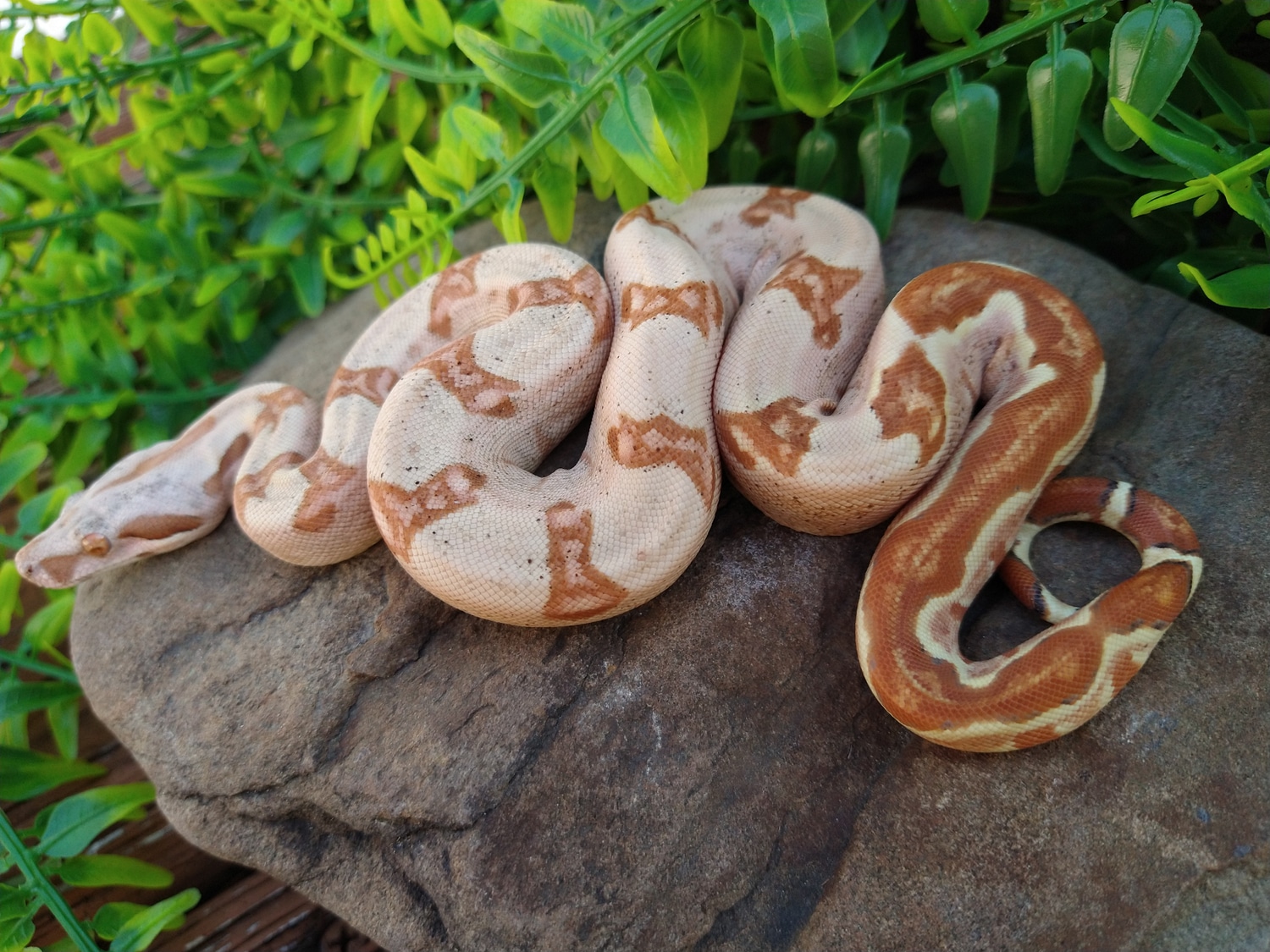 Purple Paraglow Boa Constrictor by Victor La Luz Reptiles - MorphMarket