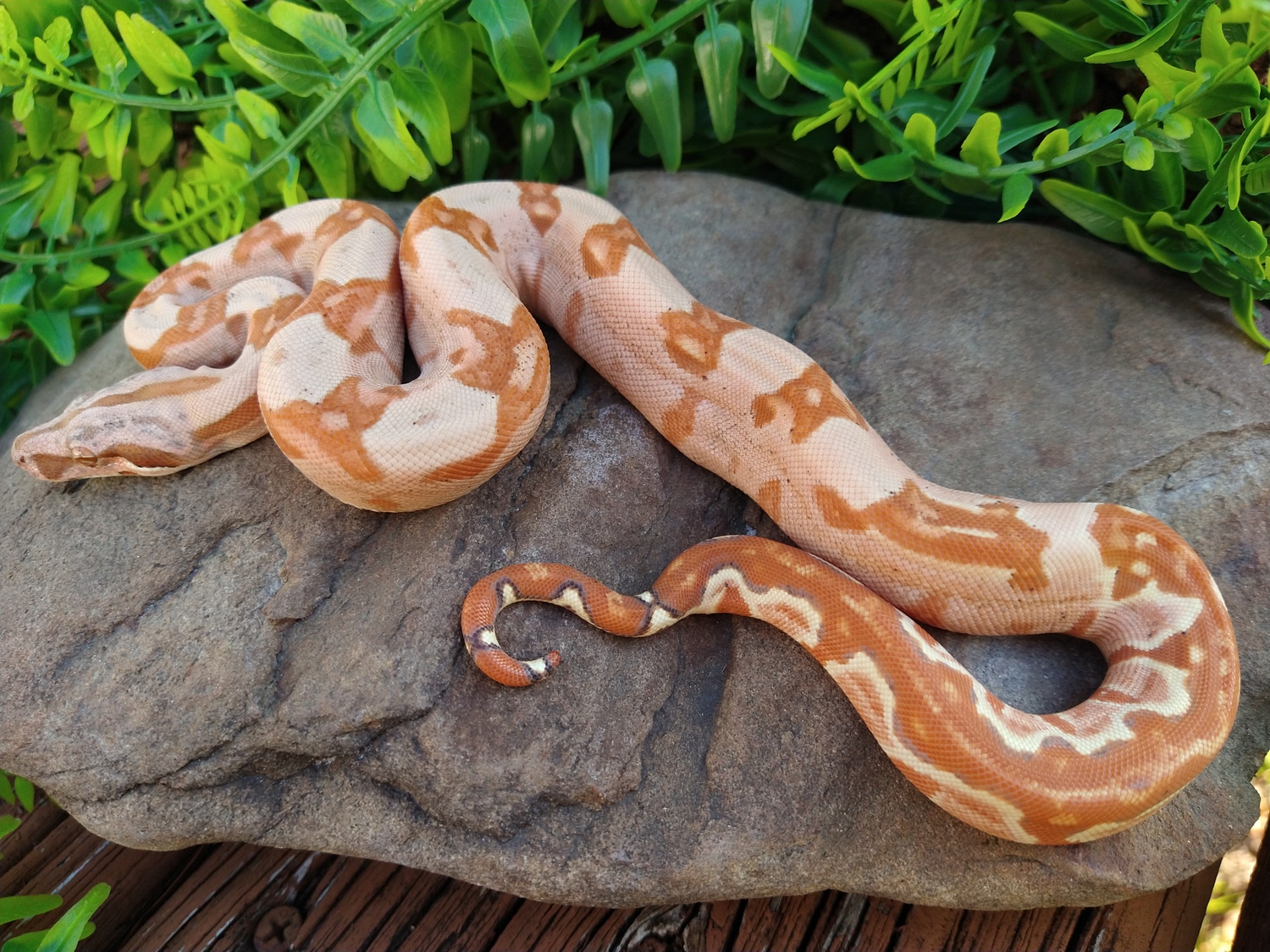 Purple Paraglow Holdback Boa Constrictor by Victor La Luz Reptiles