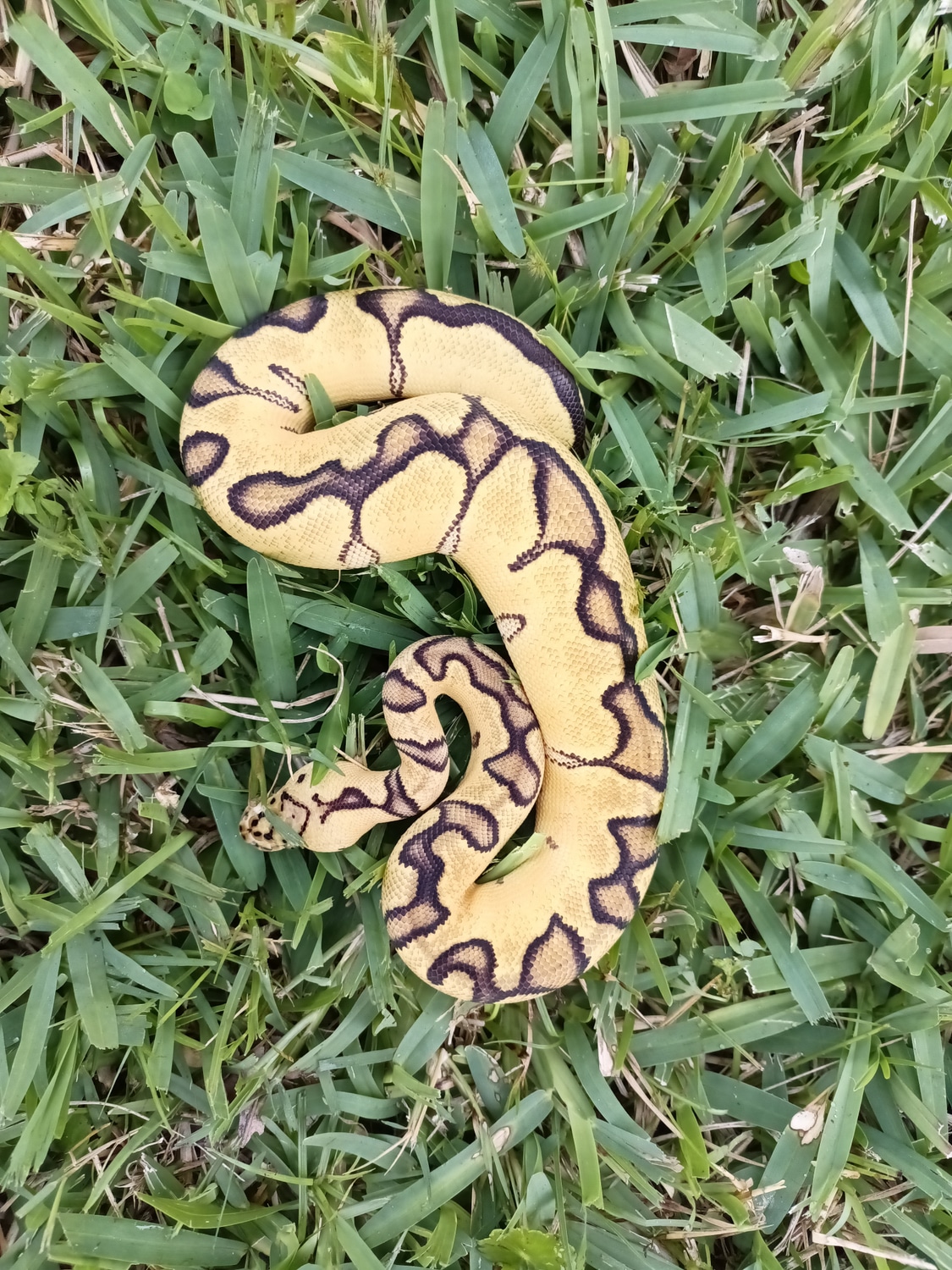 Pastel Enchi Clown Het Hypo Ball Python by Pramuk Reptiles - MorphMarket