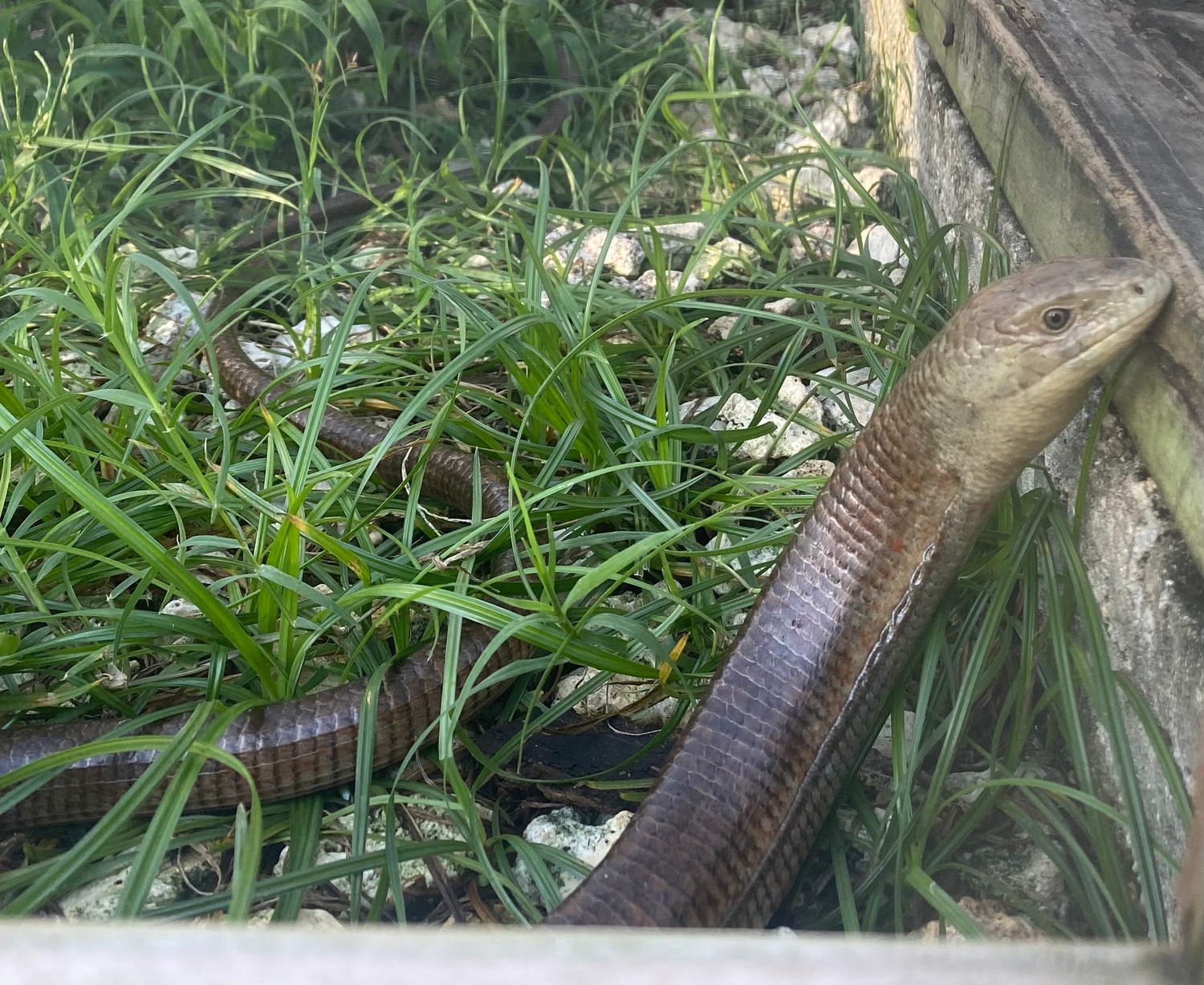 European Legless Lizards Other Lizard by Crutchfield Farms MorphMarket
