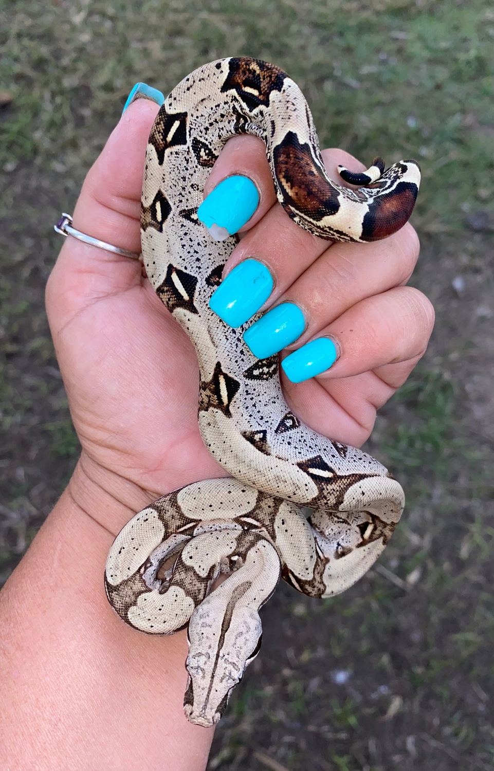 Peruvian True Redtailed Boa Constrictor by Crutchfield Farms MorphMarket